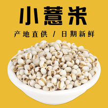 小薏仁米500g 新米贵州农家自产新货五谷杂粮薏米仁小薏米 薏仁米