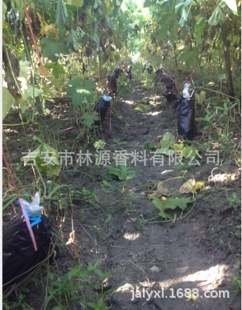 ��Ӧ˿����ȡҺ   ˿����ԭҺ������Ʒ��ɫ����ζ����������