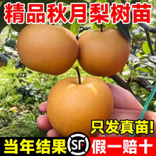 һ�����l����������������ʹ��S���������Ʒ�N�ϱ����Nֲ����