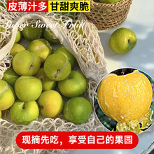 蜂糖李子树苗水果树果苗盆栽种植南北方耐寒耐旱三华李新品种贵州