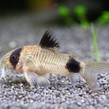 �����С���~��������Ꭷ�~�^�p�~�坍��ˮ�~С���`��؈��