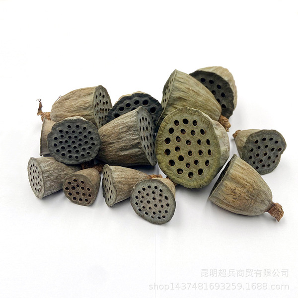 [A single dried lotus puff] Bringed seeds dried lotus rock -dried…