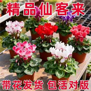 �ɿ́����Ի����ö������B���̨�҃��_�����ܵ��»��������Gֲ