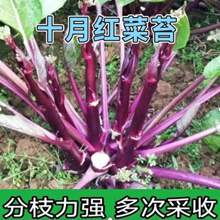 October Red Cabbage Moss Seeds, Seaweed Moss, Red Rapeseed Seeds, Balcony Potted Vegetable Seeds, Cabbage Heart Easy Seeds