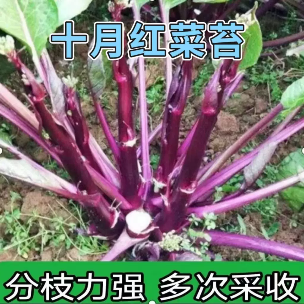 十月红菜苔种子紫菜苔红油菜种子阳台盆栽蔬菜种子菜心易种籽