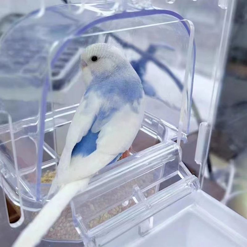 大头鹦鹉虎皮金彩可教说话可繁殖宠物鸟送运输笼鸟粮大礼包包邮厂|undefined