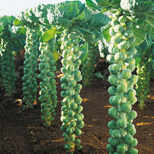 孢子甘藍種子批發 四季農家蔬菜 鮮嫩可口沙拉菜孢子甘藍蔬菜種子