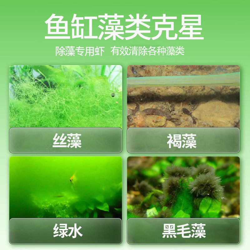 观赏虾黑壳虾除藻虾淡水耐活清洁工具彩色小虾极火虾樱花虾水晶虾