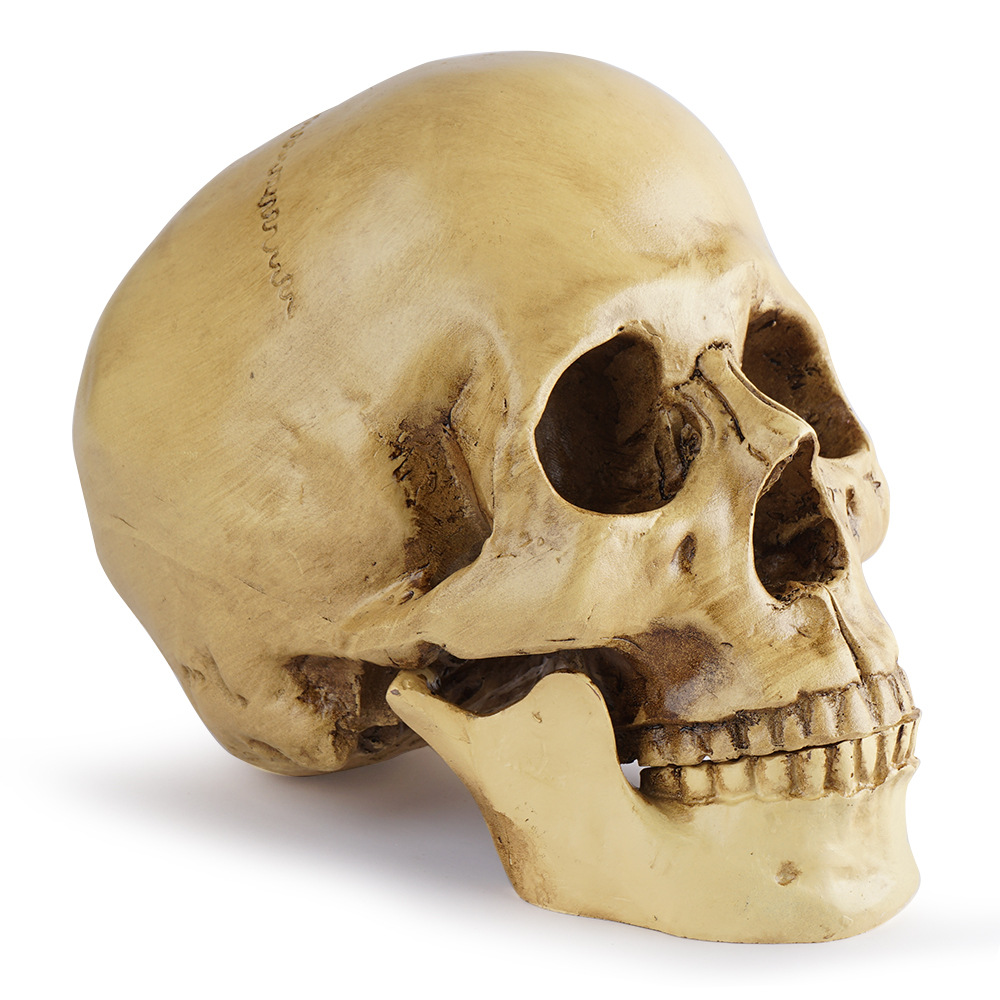 physiological medicine skull model
