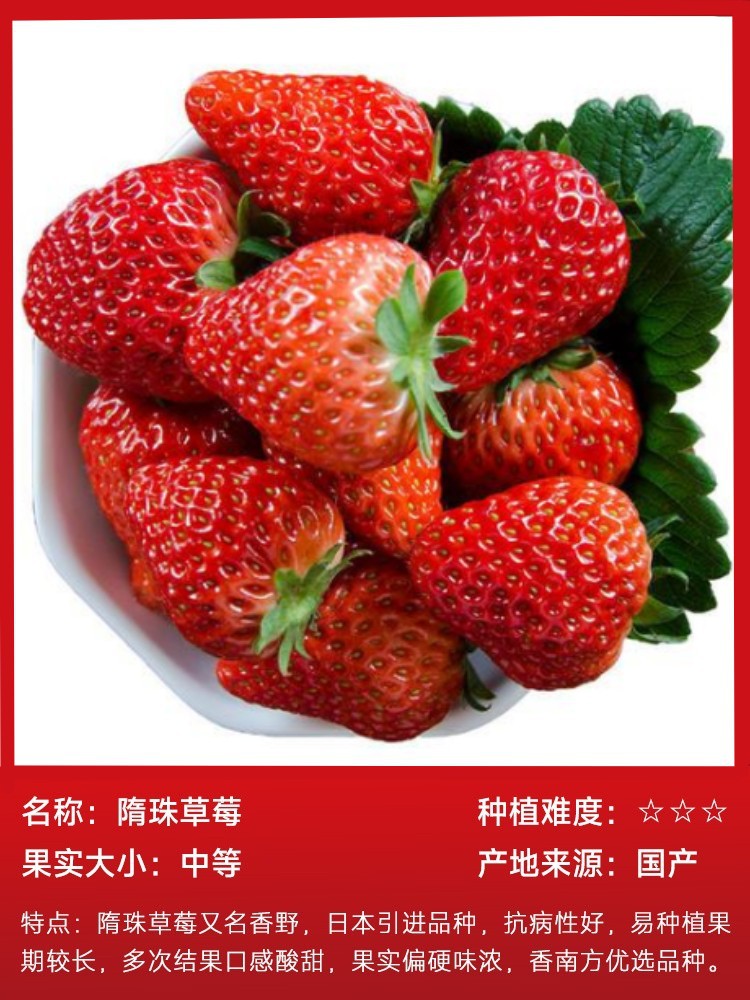 スイジュイチゴ 15本（土袋で生きたもの）と無料肥料