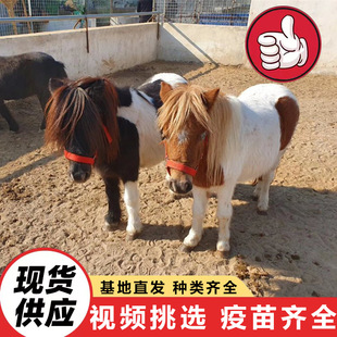 ���^����@��ͯ�T���^�p���_�R���w ���ۼ��N���R ���㌙���R�r��