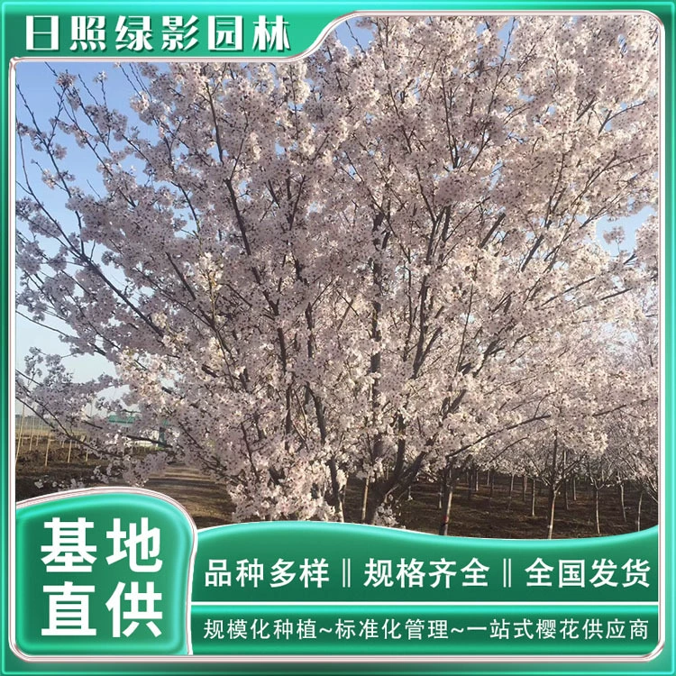 Цена саженцев Yoshino Sakura составляет 10 см в зеленом теневом саду. Посадочная база Йошино Сакура