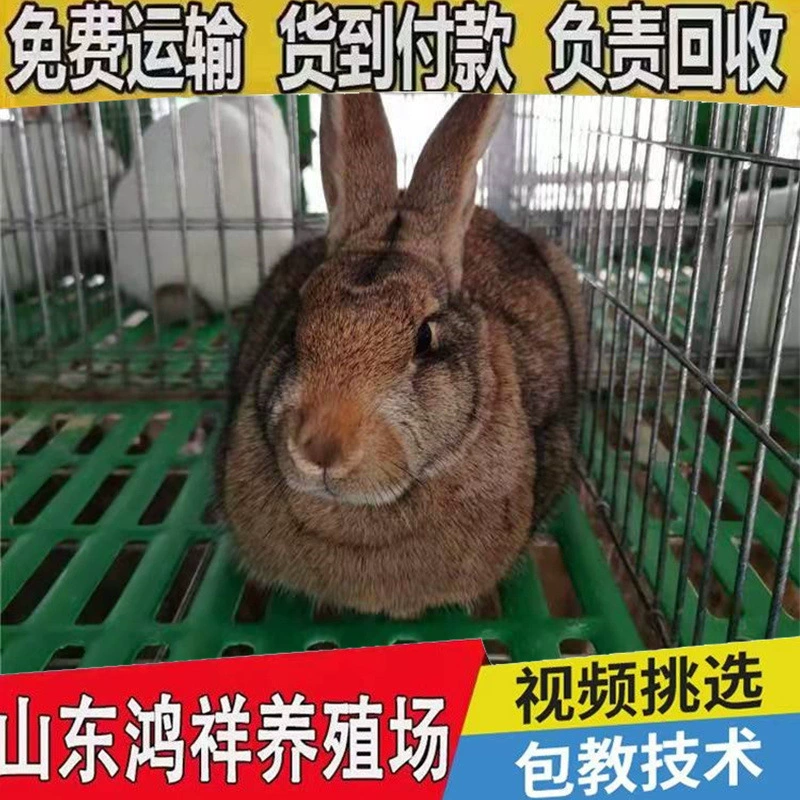 Оптовые продажи высокопродуктивных живых бельгийских кроликов с оплатой при доставке, крупные серые мясные кролики