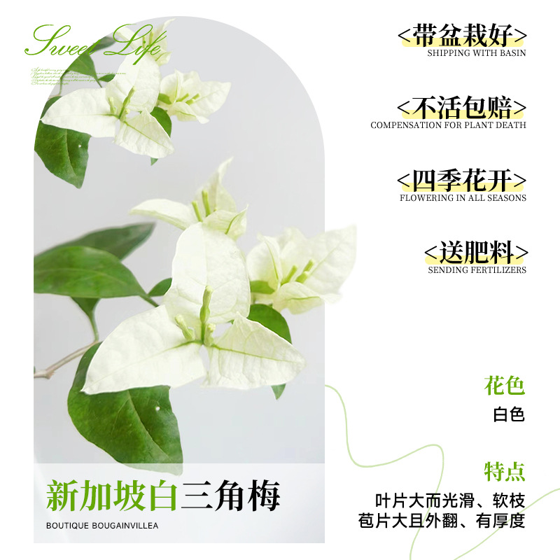 [꽃과 함께 배송되며 수령시 즉시 즐겨보세요] 싱가포르 백색 부겐빌레아 40-50cm