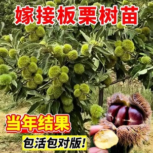Grafted Chestnut Seedlings for Planting in the Ground in the South and North, Large Red Robe Chestnut Trees, Fruit Trees, High-Yielding Fruit Seedlings