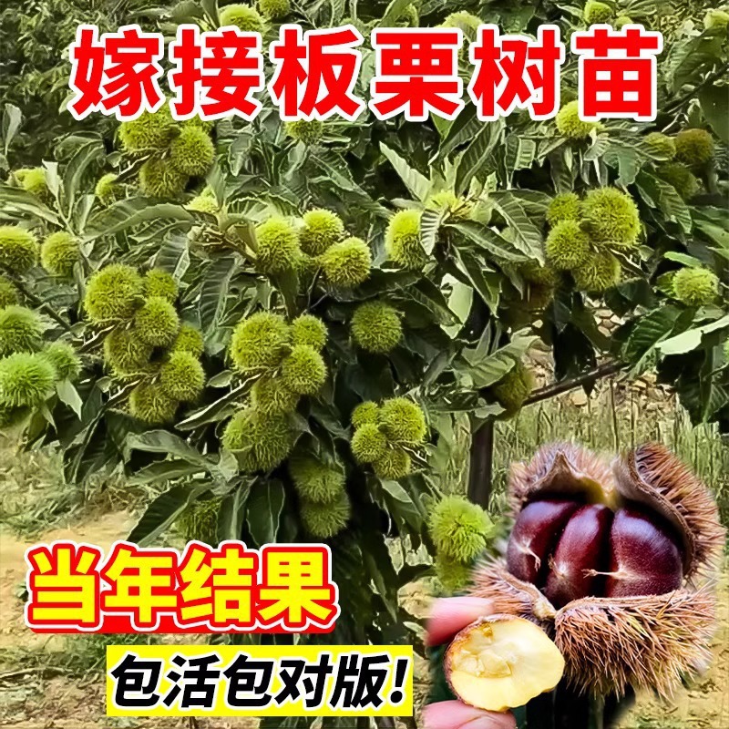 嫁接板栗苗树地栽南方北方种植大红袍特大板栗树果树果苗高产