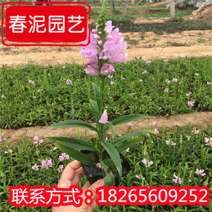 Henan Fake Faucet Cup Seedlings, Fake Faucet Flower Seedlings, Perennial Flower Base, Where to Buy Fake Faucet Flower Seedlings