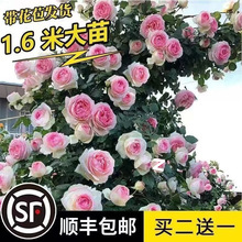 1.7米爬藤月季四季开花蔷薇花苗大花浓香盆栽拍2发3盆栽厂家包邮