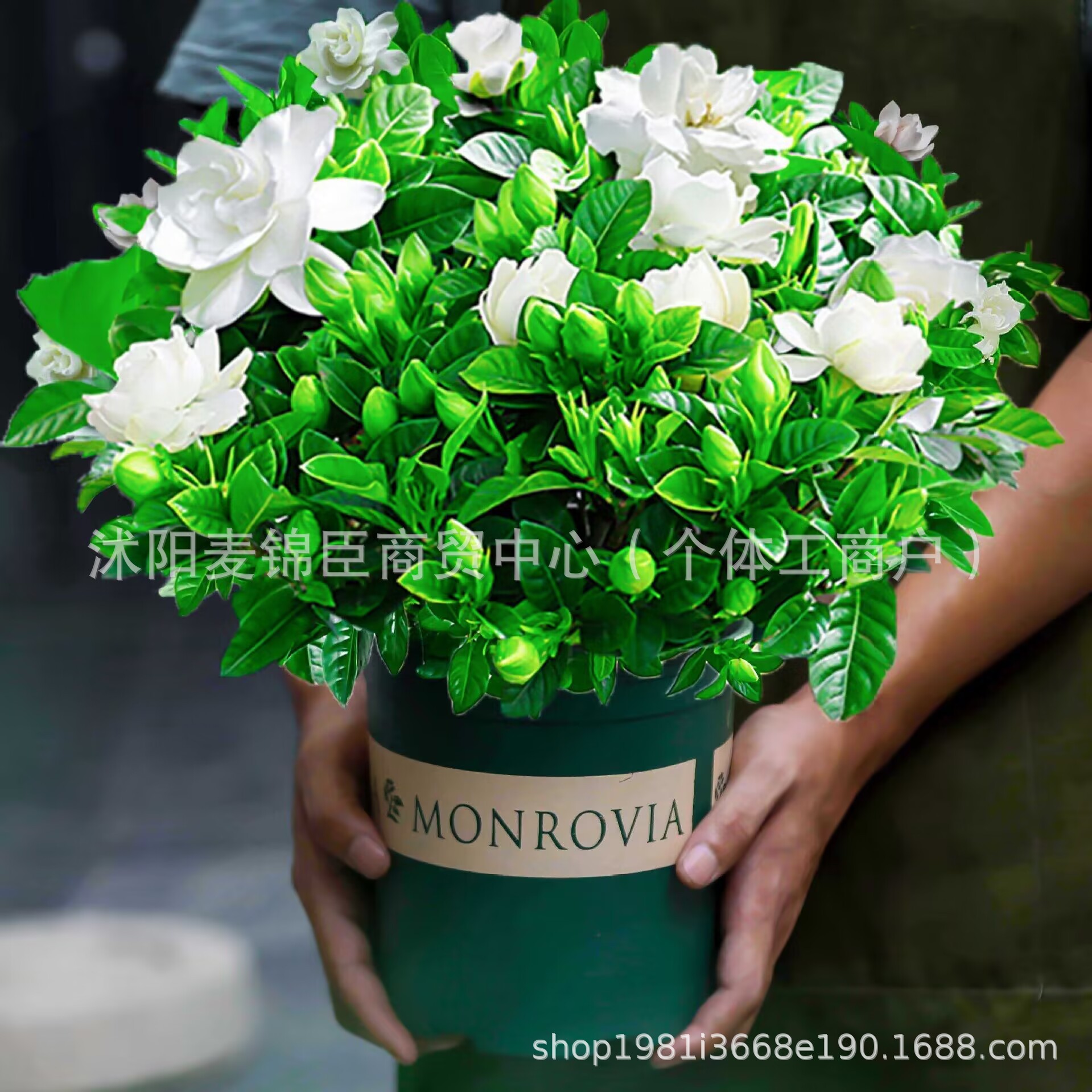 栀子花盆栽花卉室内带花苞枝枝花绿植物好养易活树苗大全四季开花