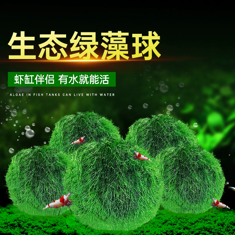 Зеленый шарик из водорослей Маленький Аквариум Ландшафтный дизайн украшения экологическая бутылка водные растения отрицательный супер легко поднять большой и средний шарик из водорослей оптом