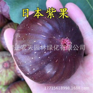 �l�y�o������������Ե����Ϸ������Nֲ�ʺ�bnr�໨�o�����Nֲ��