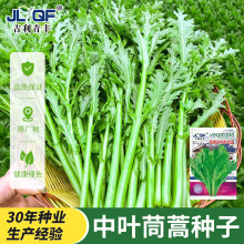 皇帝菜中叶茼蒿种子大叶蒿菜籽四季种阳台盆栽蔬菜籽秋播小叶高杆