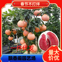 һ�����l���Ә��m�t�ļt�����ּ޽����t���ֹ�����m�Ϸ������Nֲ