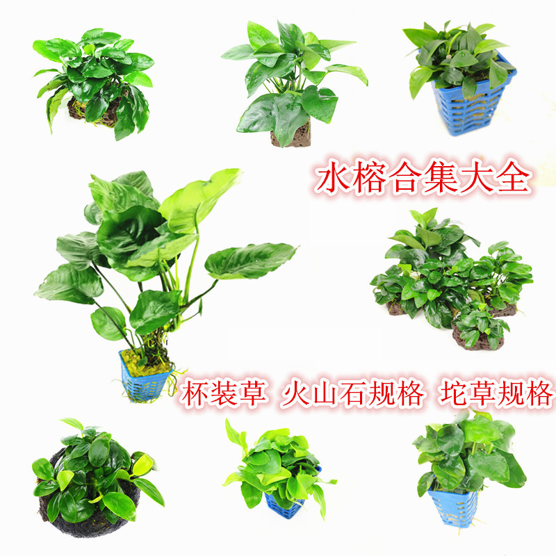 淡水鱼缸活体水草水榕系列大叶榕小榕巴榕迷你榕阴性造景无需co2 种苗花卉网