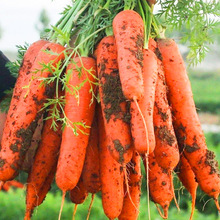 新鲜水果胡萝卜1斤蔬菜农家自种现挖胡萝卜红皮萝卜3斤起包邮