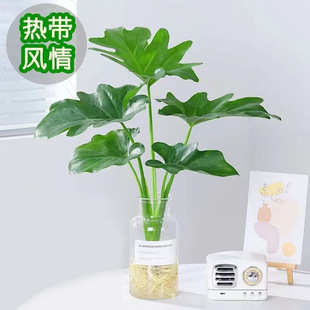 ����Gֲ���Ի���ֲ���҃����B��������o������ˮ��ֲ���҃Ⱥ��B