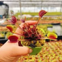 Красная ловушка для мух-пираньи, зеленое растение в горшке, теплица, оптовая продажа, агава, кактус, двенадцать рулонов, хищное растение