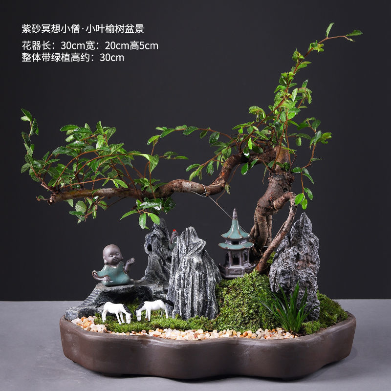 Small leaf elm bonsai