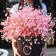 满天星花籽盆栽种子四季易种易活室内外阳台花卉花草种孑籽包邮