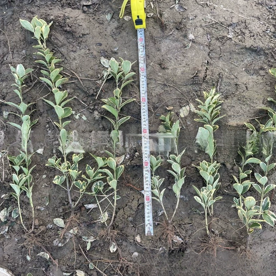 Оптовая база цветных блоков из самшита с золотистым краем для муниципальных садовых проектов, общественного озеленения, украшения дорог и клумб.