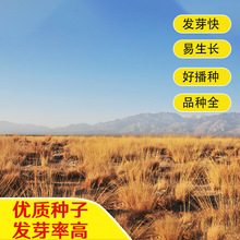 ܸܸݷNӷeCݷNϯݽݷNݷNӼ}|