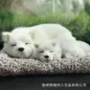 Mother and son Samoyed front mat + gray plush pad