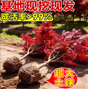 �҃��ձ��t���辰�Ϙ��t�~�t�����Ԙ����ļ����B��t�輧�S�����