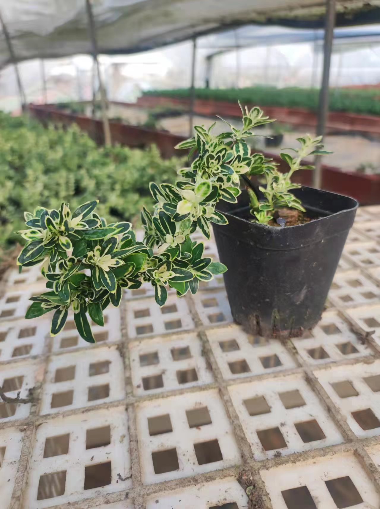 微信图片_202306161511521