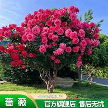 ¼Nļ_ٱ¼NޱNͥԺ̨