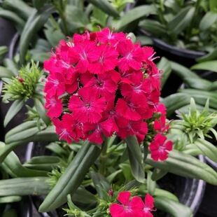 ���Z������ʯ�����Ի���ͥԺ�̨���@�ļ��ͺ��͟Ứ���ϼt