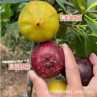 �X��ɽ������S��ɽ������_�ɹ������Ӯ���Y��ɽ���ļ��Ϸ�����