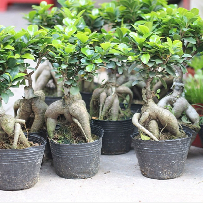 Big Banyan Tree Бонсай Офис Внутренний Рабочий стол Гостиная Зеленая посадка Цветы Вечнозеленое маленькое дерево баньяна в горшке Легкие живые растения