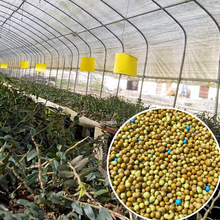 ĦFƤʯጷʻɽƤʯrÿጷʏͺϷMڊWG