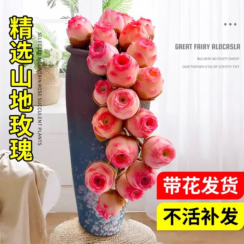 산장미 다육식물 화분, 귀중한 다육식물, 엄선된 꽃과 녹색 식물, 발코니 실내 대형 보라색 장미