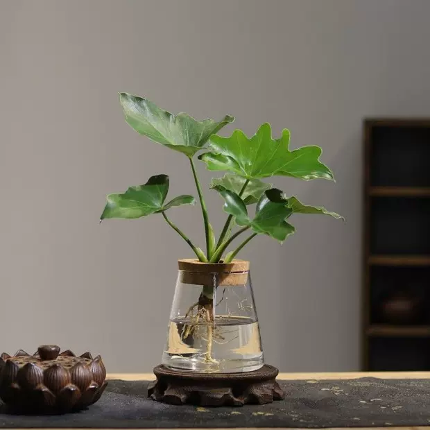 批发高硼硅玻璃水培植物瓶水养绿萝桌面小摆件懒人花瓶生态瓶鱼缸