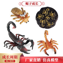 昆虫动物仿真模型儿童蒙氏认知玩具蝎子生长进化成长周期手办套装
