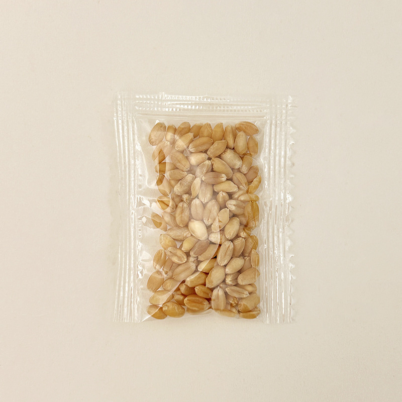 ZZ001 캣그라스 씨앗 6g