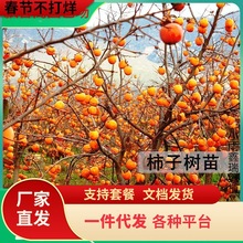 һ�����l���Ә���޽��ձ�������̨�辰�ϱ���ͥԺ�Nֲ�o�˺���