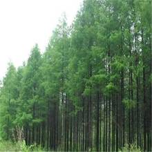 ���~�ɷN�� ��ɽ���� ɭ�ָ��µ���Ҫ��N�׻���ľ�N��