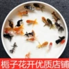 3-5CM random goldfish 8 free 2 losses